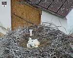 Capi_Dubne_20260609_081004.jpg