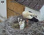 Capi_Dubne_20260609_092003.jpg
