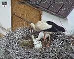 Capi_Dubne_20260609_092502.jpg