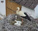 Capi_Dubne_20260609_094004.jpg