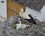 Capi_Dubne_20260609_094502.jpg