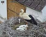 Capi_Dubne_20260609_095004.jpg