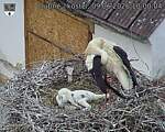 Capi_Dubne_20260609_100004.jpg