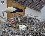Capi_Dubne_20260609_100504.jpg