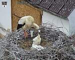 Capi_Dubne_20260609_101004.jpg