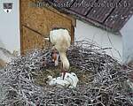 Capi_Dubne_20260609_101503.jpg