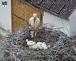 Capi_Dubne_20260609_102002.jpg