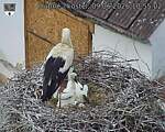 Capi_Dubne_20260609_105502.jpg