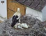 Capi_Dubne_20260609_110004.jpg