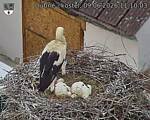 Capi_Dubne_20260609_111003.jpg