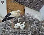 Capi_Dubne_20260609_114002.jpg