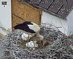 Capi_Dubne_20260609_120002.jpg