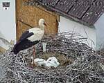 Capi_Dubne_20260609_121003.jpg