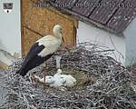 Capi_Dubne_20260609_121502.jpg