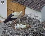 Capi_Dubne_20260609_122503.jpg