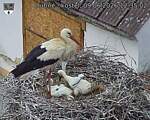Capi_Dubne_20260609_123502.jpg
