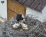 Capi_Dubne_20260609_124004.jpg