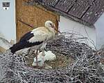 Capi_Dubne_20260609_124502.jpg