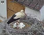 Capi_Dubne_20260609_130003.jpg