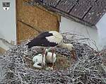Capi_Dubne_20260609_130503.jpg