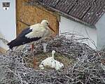 Capi_Dubne_20260609_133503.jpg