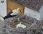 Capi_Dubne_20260609_134004.jpg