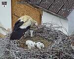Capi_Dubne_20260609_134502.jpg