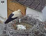 Capi_Dubne_20260609_141003.jpg