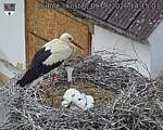 Capi_Dubne_20260609_141503.jpg