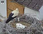 Capi_Dubne_20260609_142004.jpg