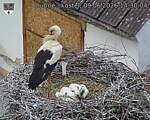 Capi_Dubne_20260609_143004.jpg