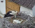 Capi_Dubne_20260609_145004.jpg
