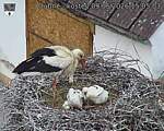 Capi_Dubne_20260609_150503.jpg