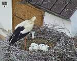 Capi_Dubne_20260609_151003.jpg