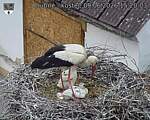 Capi_Dubne_20260609_152003.jpg