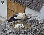 Capi_Dubne_20260609_152502.jpg