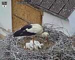 Capi_Dubne_20260609_153003.jpg