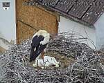 Capi_Dubne_20260609_154003.jpg