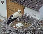 Capi_Dubne_20260609_155004.jpg