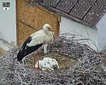 Capi_Dubne_20260609_155502.jpg