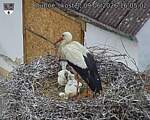 Capi_Dubne_20260609_160502.jpg