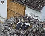 Capi_Dubne_20260609_161004.jpg