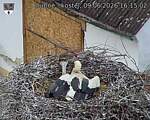 Capi_Dubne_20260609_161502.jpg