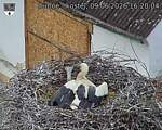 Capi_Dubne_20260609_162004.jpg