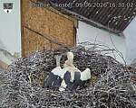 Capi_Dubne_20260609_163002.jpg