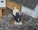 Capi_Dubne_20260609_170502.jpg