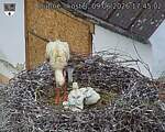 Capi_Dubne_20260609_174502.jpg