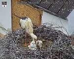 Capi_Dubne_20260609_175003.jpg