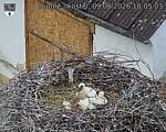 Capi_Dubne_20260609_180503.jpg