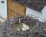 Capi_Dubne_20260609_181003.jpg